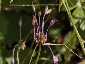 Allium carinatum - Keeled Garlic - rosenlök