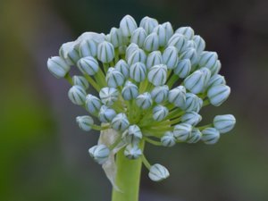 Allium cepa - Onion - lök