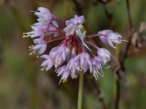 Allium cernuum - Nodding Onion - prärielök