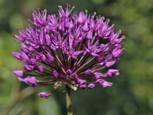 Allium hollandicum - Dutch garlic - purpurlök