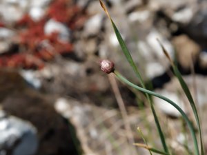 Allium lineare - Linear-leaved Garlic - klipplök
