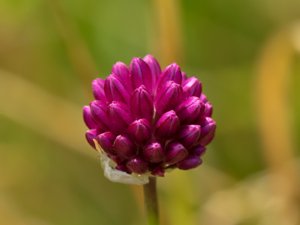 Allium sphaerocephalon - Round-headed Leek - klotlök