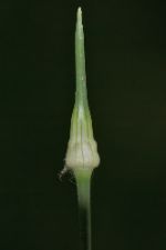 Allium vineale - Wild Onion - sandlök