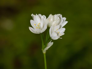 Allium zebdanense - Lebanon Onion - majlök