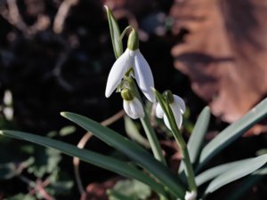 Galanthus nivalis - Snowdrop - snödroppe