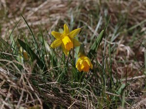 Narcissus × cyclazetta - Head-to-head Daffodil - tätatät
