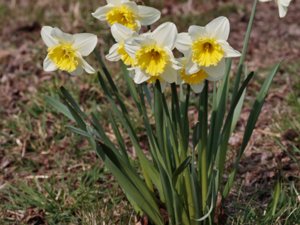 Narcissus × incomparabilis - Nonesuch Daffodil - stjärnnarciss
