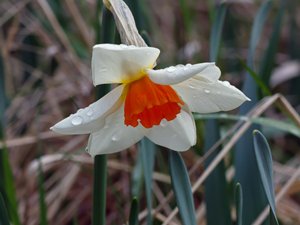 Narcissus poëticus - Pheasant's-eye Daffodil - pingstlilja