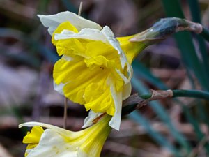 Narcissus pseudonarcissus - Daffodil - påsklilja