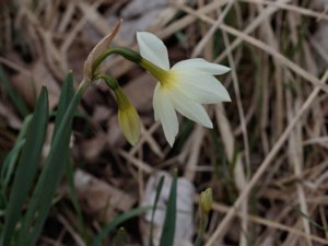 Narcissus triandrus - Angel's-tears - änglatårar