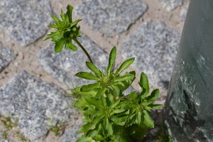 Eryngium foetidum - Mexican Culantro - sallatsmartorn