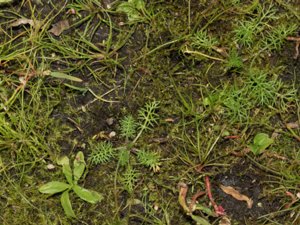 Helosciadium inundatum - Lesser Marshwort - krypfloka