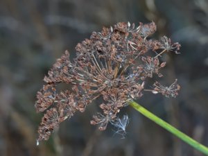 Laserpitium latifolium - Broad-leaved Sermountain - spenört