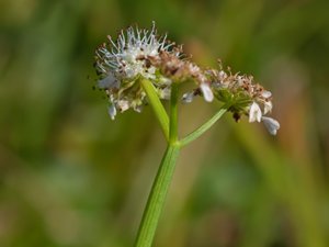 Oenanthe fistulosa - Tubular Water-dropwort - pipstäkra
