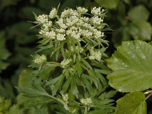 Pleurospermum austriacum - Austrian Ribseed - piploka
