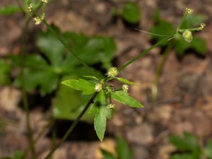Sanicula europaea - Sanicle - sårläka