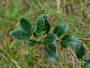 Ilex × altaclerensis - Highclere Holly - storbladig järnek
