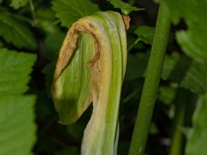 Arisaema amurense - Amur Cobra Lily - amurkobrakalla