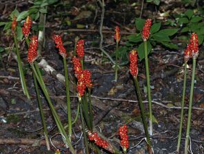 Arum cylindraceum - Mountain Arum - munkhätta