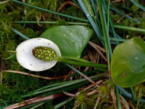 Calla palustris - Bog Arum - missne