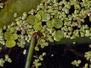 Spirodela polyrhiza - Greater Duckweed - stor andmat