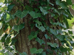 Hedera helix - Ivy - murgröna