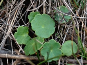 Hydrocotyle vulgaris - Marsh Pennywort - spikblad