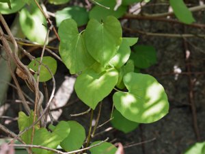 Aristolochia macrophylla - Pipevine - pipranka