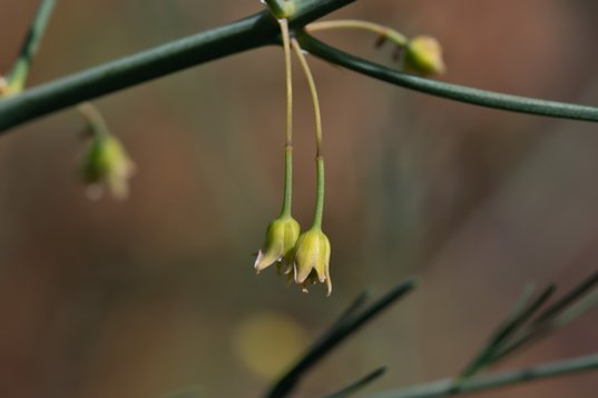 Asparagus_officinalis-3120 Ulricedal, Sk 20190708