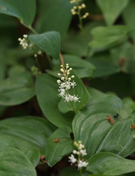 Maianthemum_bifolium-5146 Haverdalsreservatet, Hl 20180521