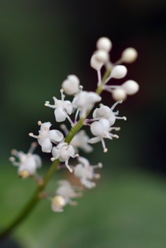 Maianthemum_bifolium-5150 Haverdalsreservatet, Hl 20180521