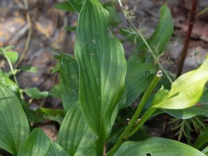 Hosta undulata - Wavy-leaf Plantain-Lily - brokfunkia