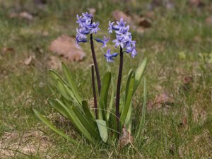 Hyacinthus orientalis - Hyacinth - hyacint