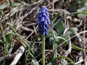 Muscari botryoides - Small Grape-hyacinth - pärlhyacint