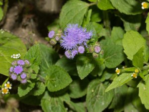 Ageratum houstonianum - Flossflower - ageratum