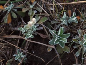 Antennaria dioica - Mountain Everlasting - kattfot