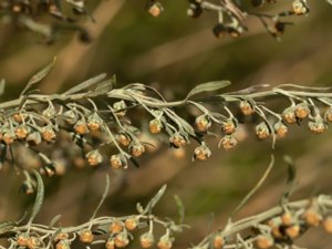 Artemisia absinthium - Wormwood - malört
