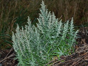 Artemisia ludoviciana - Western Mugwort - vitmalört