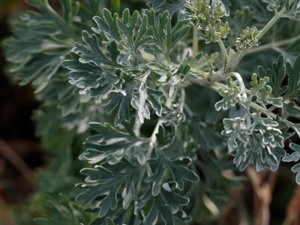 Artemisia maritima - Sea Wormwood - strandmalört