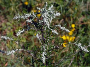 Artemisia vulgaris - Mugwort - gråbo