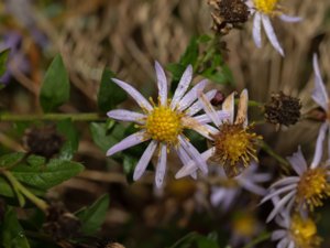 Aster ageratoides - Rough-surface Aster - balsamaster