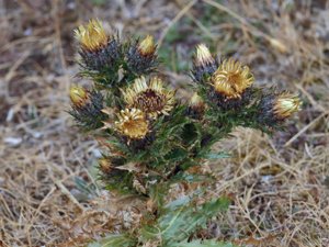 Carlina vulgaris - Carline Thistle - spåtistel