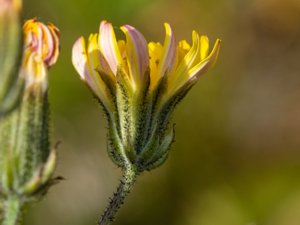 Crepis vesicaria - Beaked Hawk's-beard - blåsfibbla