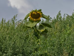 Helianthus annuus - Sunflower - solros