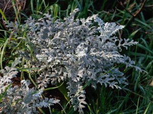 Jacobaea maritima - Silver Ragwort - silverek
