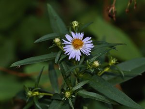 Symphyotrichum × salignum - Common Michaelmas-daisy - videaster