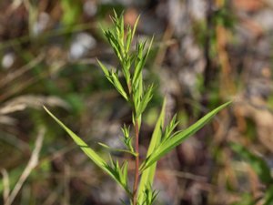 Symphyotrichum lanceolatum - Narrow-leaved Michaelmas-daisy - lansettaster