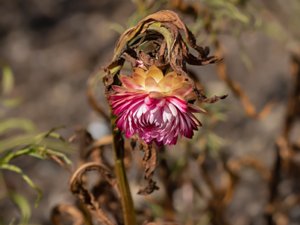 Xerochrysum bracteatum - Strawflower - jätteeternell