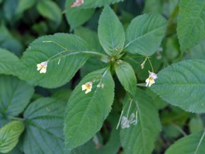 Impatiens parviflora - Small Balsam - blekbalsamin