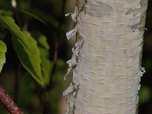 Betula papyrifera - Paper Birch - pappersbjörk